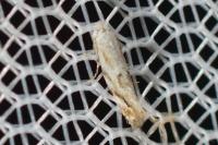 Bucculatrix albedinella
