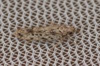 Psoricoptera gibbosella