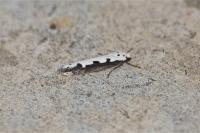 Ethmia bipunctella