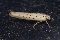 Yponomeuta sedella