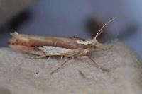 Ypsolopha parenthesella