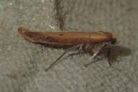 Zelleria hepariella