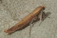 Zelleria hepariella