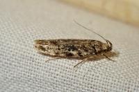 Psoricoptera gibbosella