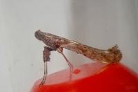 Caloptilia falconipennella