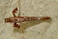 Caloptilia falconipennella