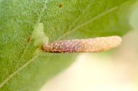 Coleophora milvipennis