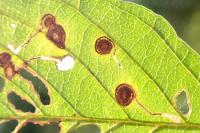 Bucculatrix frangutella