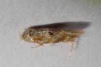 Bucculatrix