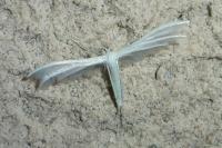 Pterophorus pentadactylus