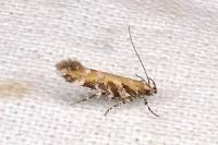 Aristotelia