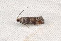 Clavigesta