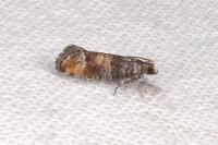 Clavigesta