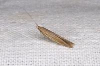 Coleophora