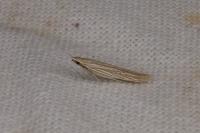 Coleophora