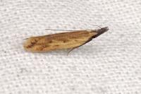 Dichomeris acuminata
