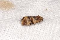Lobesia botrana