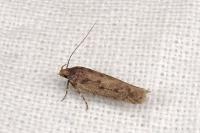Bryotropha