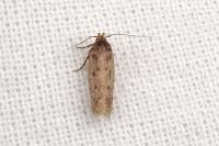 Bryotropha