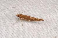 Pyroderces argyrogrammos