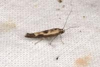 Scythris limbella