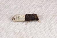 Trichophaga bipartitella