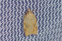 Acleris ferrugana/notana