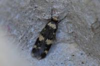 Oegoconia