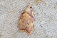 Carcina quercana