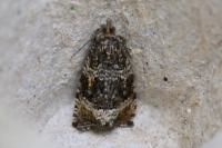 Celypha lacunana