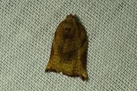 Archips podana