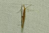 Argyresthia