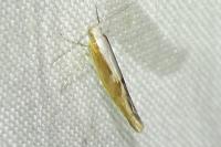 Argyresthia