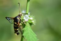 Synanthedon theryi