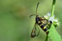 Synanthedon theryi