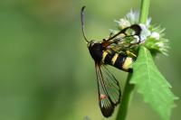 Synanthedon theryi