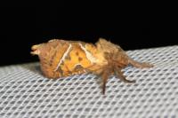 Triodia sylvina
