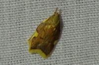 Carcina quercana