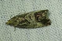 Cydia splendana