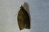 Pandemis heparana
