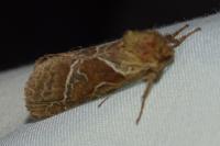 Triodia sylvina