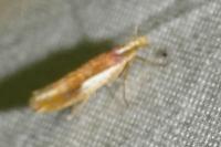 Ypsolopha parenthesella