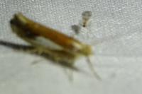 Ypsolopha parenthesella