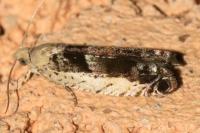 Epinotia ramella