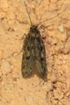 Hofmannophila pseudospretella