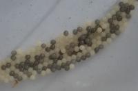 Triodia sylvina
