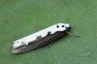Ethmia bipunctella
