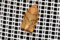 Pandemis corylana