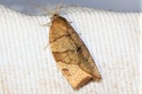 Pandemis corylana