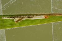 Elachista consortella